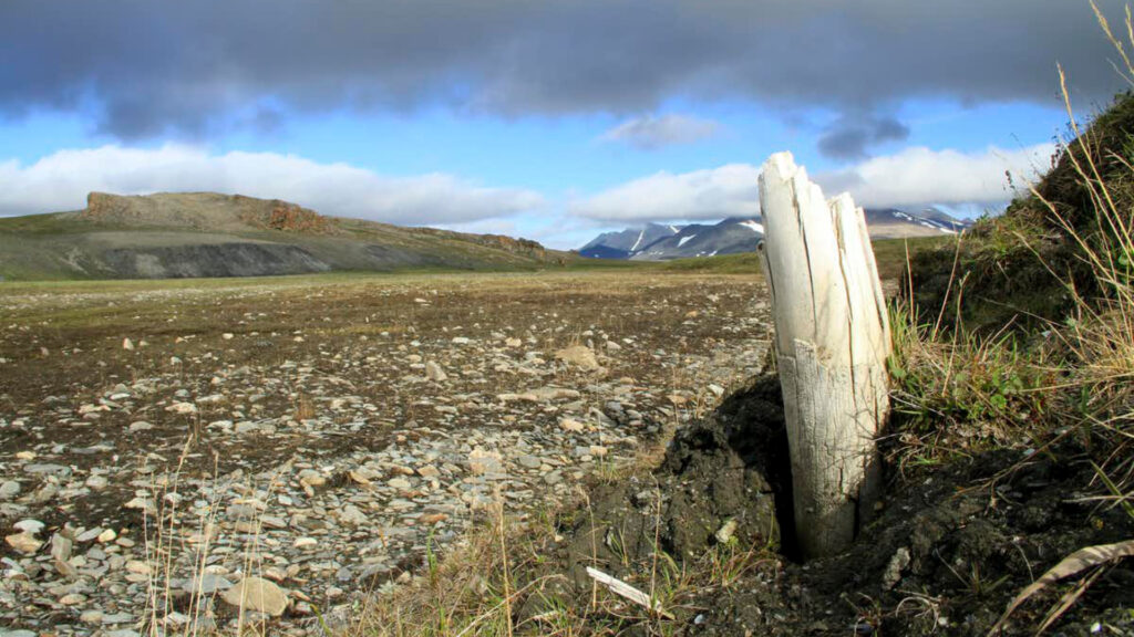 Une défense de mammouth laineux en Sibérie. // Source : Love Dalén, Author provided