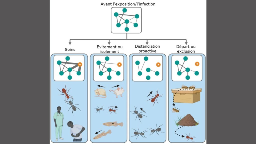 Les différents mécanismes de réaction face aux infections, chez certains animaux et insectes. // Source : Stockmaier & Al., Science, 2021