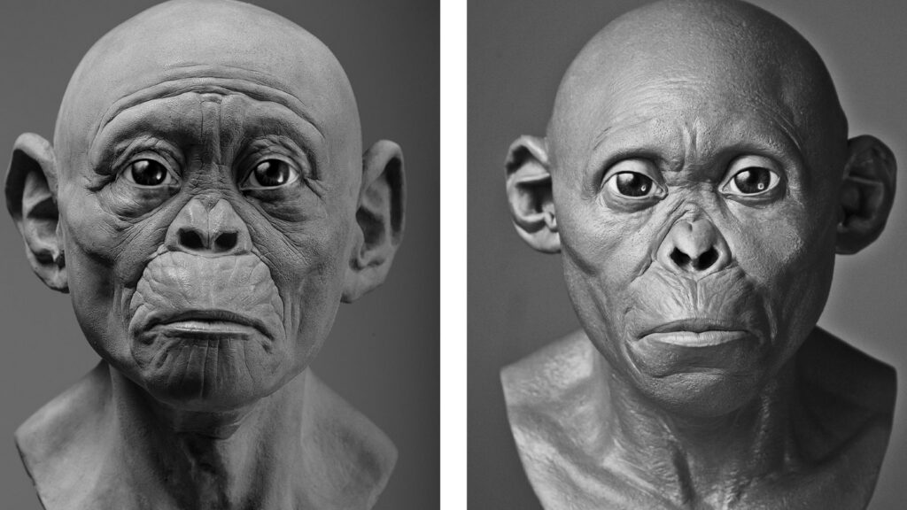 L'enfant de Taung. À gauche, les auteurs procédé à des traits qu'ils estiment « plus ressemblant à un singe ». À droite, ces traits sont « plus ressemblant à un être humain ». // Source : R. Campbell, G. Vinas, M. Henneberg, R. Diogo