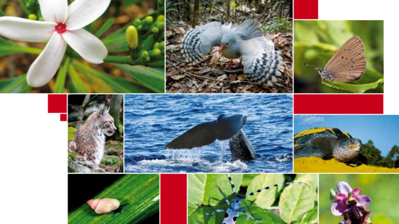 Biodiversité : plus de 2 000 espèces sont menacées en france, et ça empire