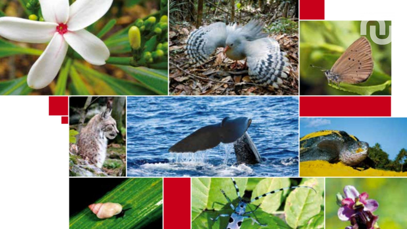 Biodiversité : plus de 2 000 espèces sont menacées en france, et ça empire