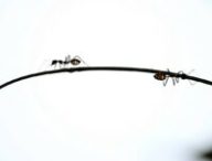 Des fourmis noires. // Source : Pixabay