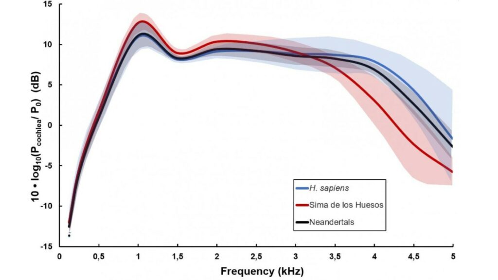 Comparaison de la capacité auditive, en fréquence (la puissance sonore traitée), entre Homo sapiens (courbe bleue), Néandertal (courbe noire) et les hominidés de Sima (courbe rouge). // Source : Conde-Valverde et al., Nat. Ecol. Evol., 2021