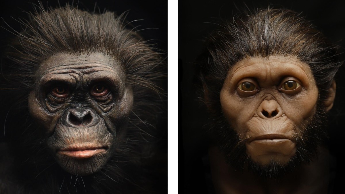 Source : Lucy à gauche, l'enfant de Taung à droite. (R. Campbell, G. Vinas, M. Henneberg, R. Diogo)