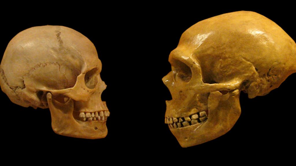 À gauche, crâne Homo sapiens, à droite, crâne Neandertal. // Source : hairymuseummatt/CC