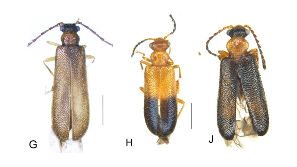 Les trois espèces en questions (B. articuno (G), B. moltres (H) et B. zapdos (J)