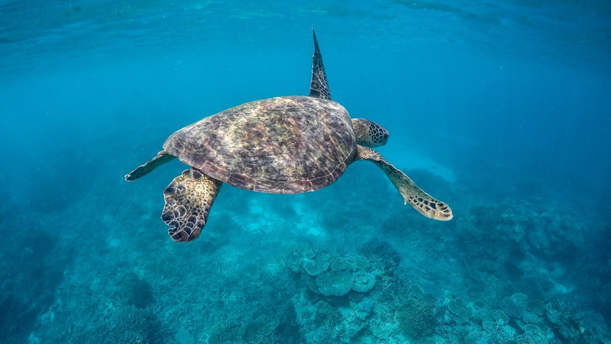 Tortue de mer. // Source : Pixabay