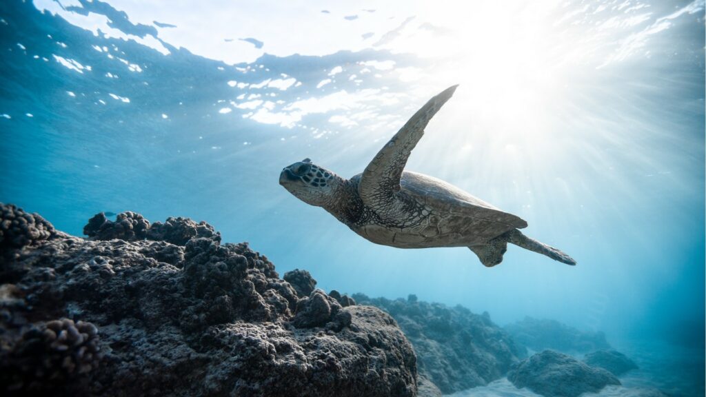 Les chercheurs japonais ont remarqué que les tortues de mer, comme bien d'autres animaux marins, nagent souvent en petits cercles pour se déplacer. // Source : Pixabay
