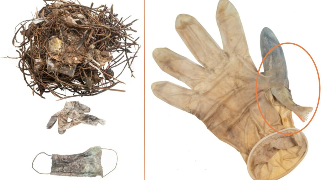 À gauche, un nid d'oiseau construit avec des masques. À droite, un poisson piégé dans un gant. // Source : CovidLitter
