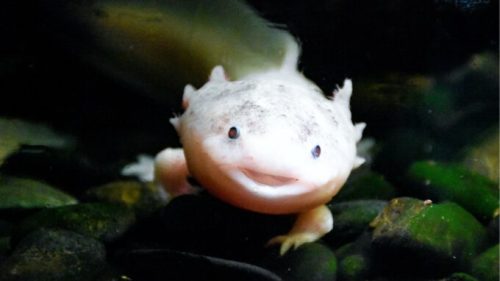 Un axolotl. // Source : Pexels