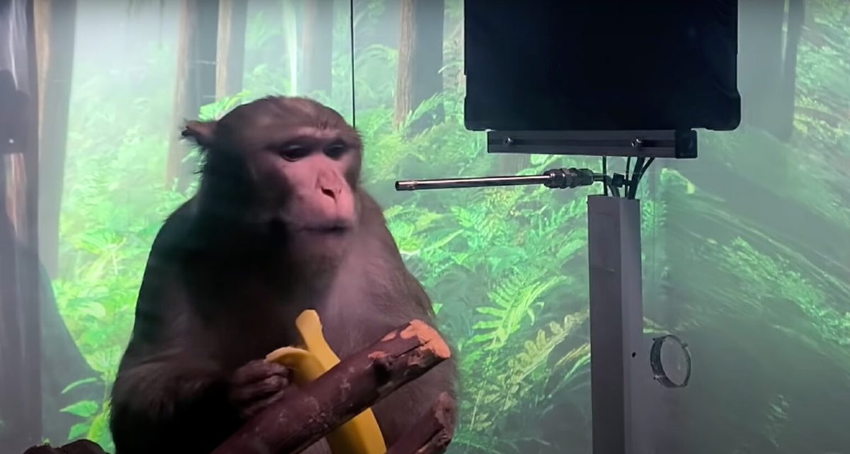 Le singe Pager a joué une partie de Pong, par la pensée grâce à une interface développée par Neuralink // Source : Youtube / Neuralink