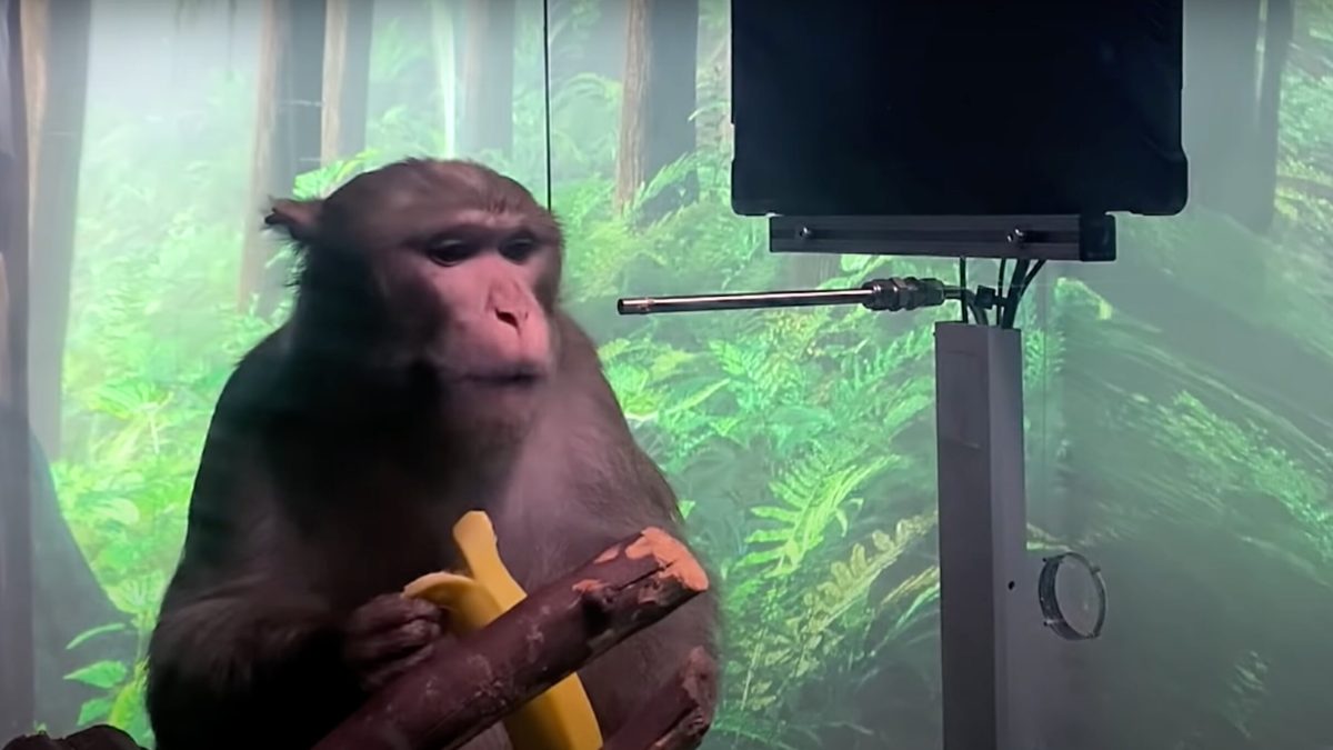 Le singe Pager a joué une partie de Pong, par la pensée grâce à une interface développée par Neuralink // Source : Youtube / Neuralink