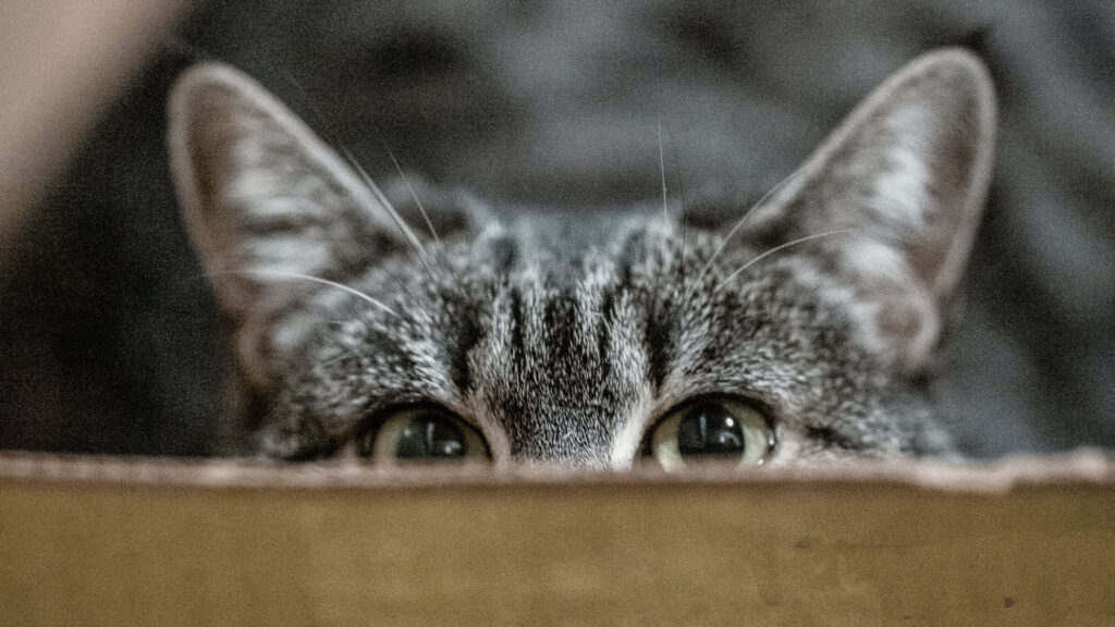 chat curiosité espion