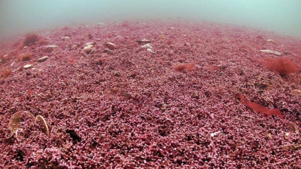 Les algues rouges distinguées génétiquement, surnommées falgae par les auteurs. // Source : Mark Milburn/Atlantic Scuba
