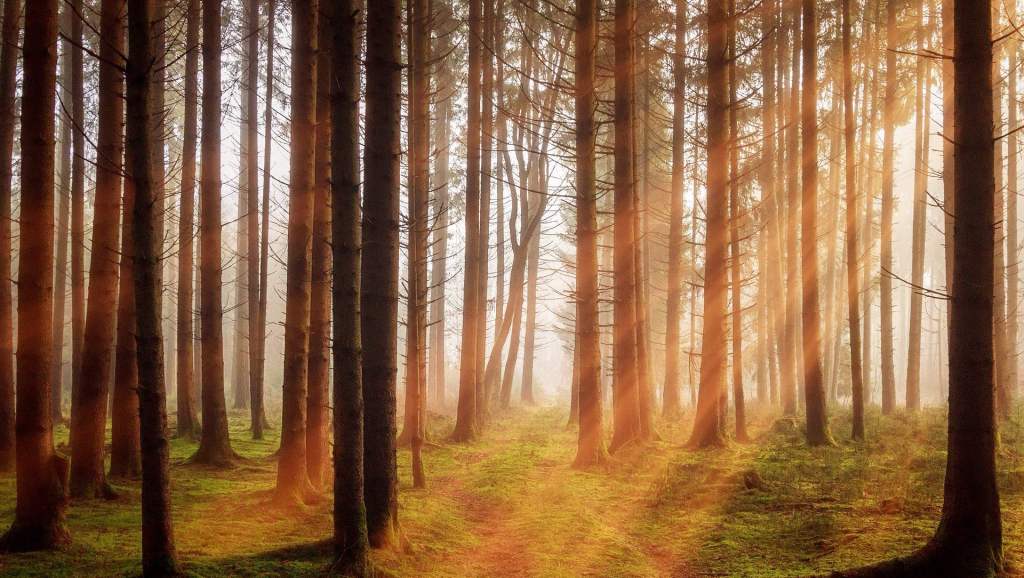 Vue d'une forêt. // Source : jplenio / pixabay