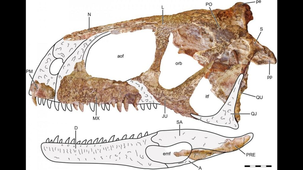 Le crâne du dinosaure « Llukalkan ». // Source : Jorge Blanco & Journal of Vertebrate Paleontology