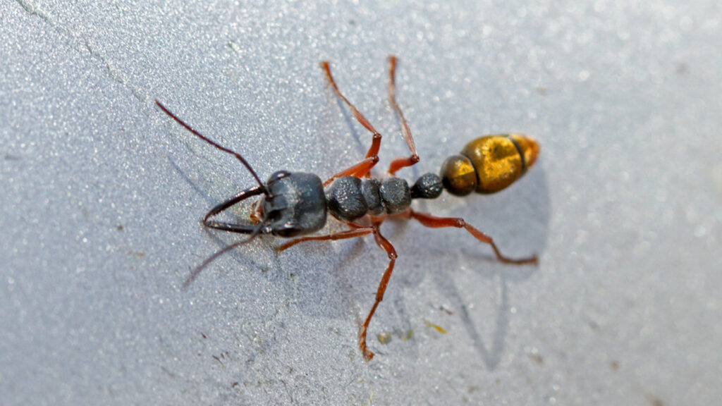 Une fourmi Myrmecia piliventris. // Source : Flickr/CC/Michael Jefferies (photo recadrée)