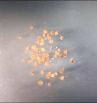 Les xénobots 2.0 // Source : Tufts University