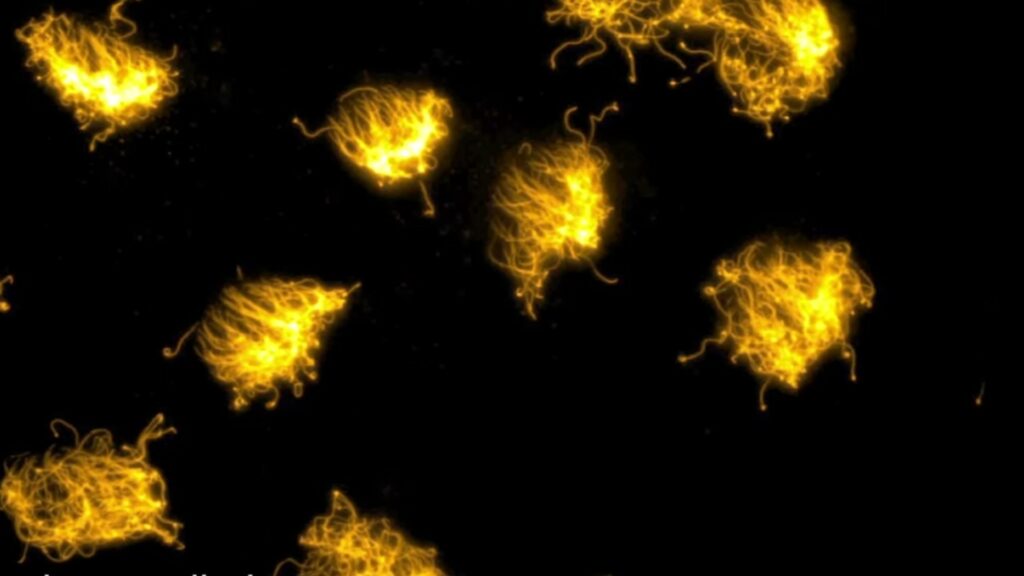 Sur cette image au microscope, les « cils » peuvent être perçus. // Source : Tufts University