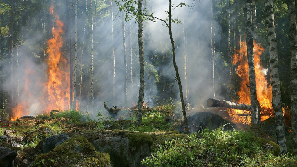 Dans le meilleur scénario étudié par l’Agence Européenne de l’Environnement, le risque d’incendie augmentera de 20 à 30% dans les zones les plus exposées. // Source : Ylver / Pixabay