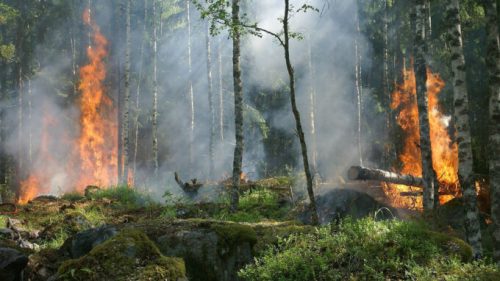 Dans le meilleur scénario étudié par l’Agence Européenne de l’Environnement, le risque d’incendie augmentera de 20 à 30% dans les zones les plus exposées. // Source : Ylver / Pixabay