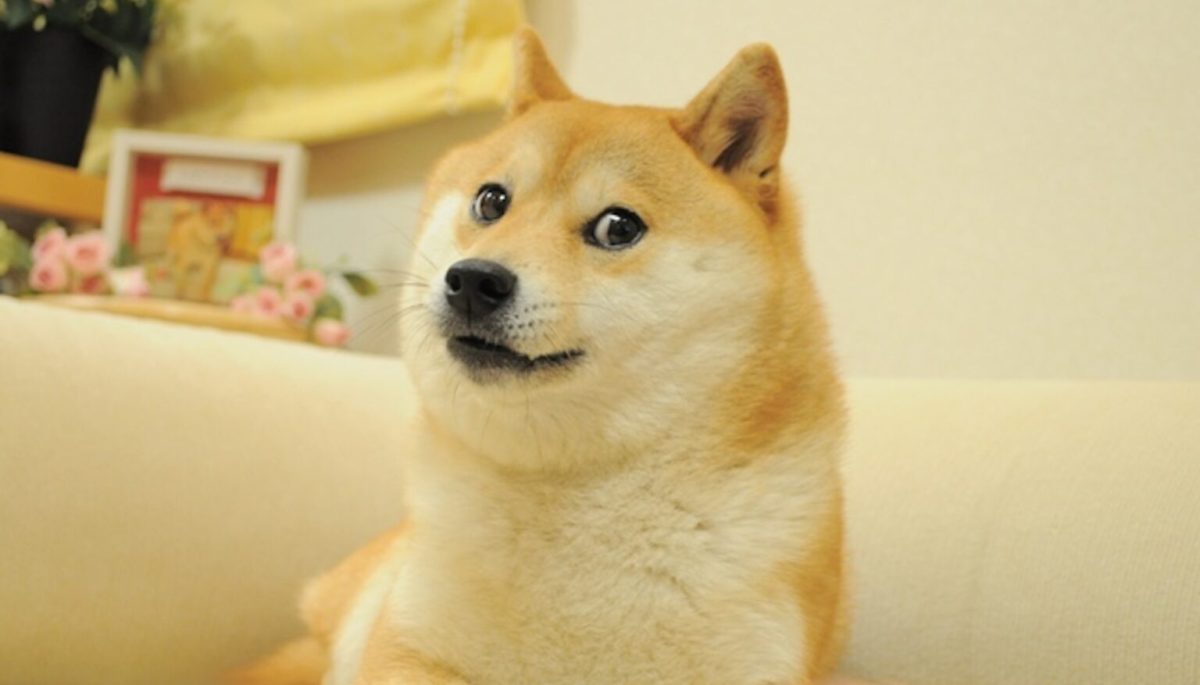 Le mème original "Doge" // Source : kabosu112