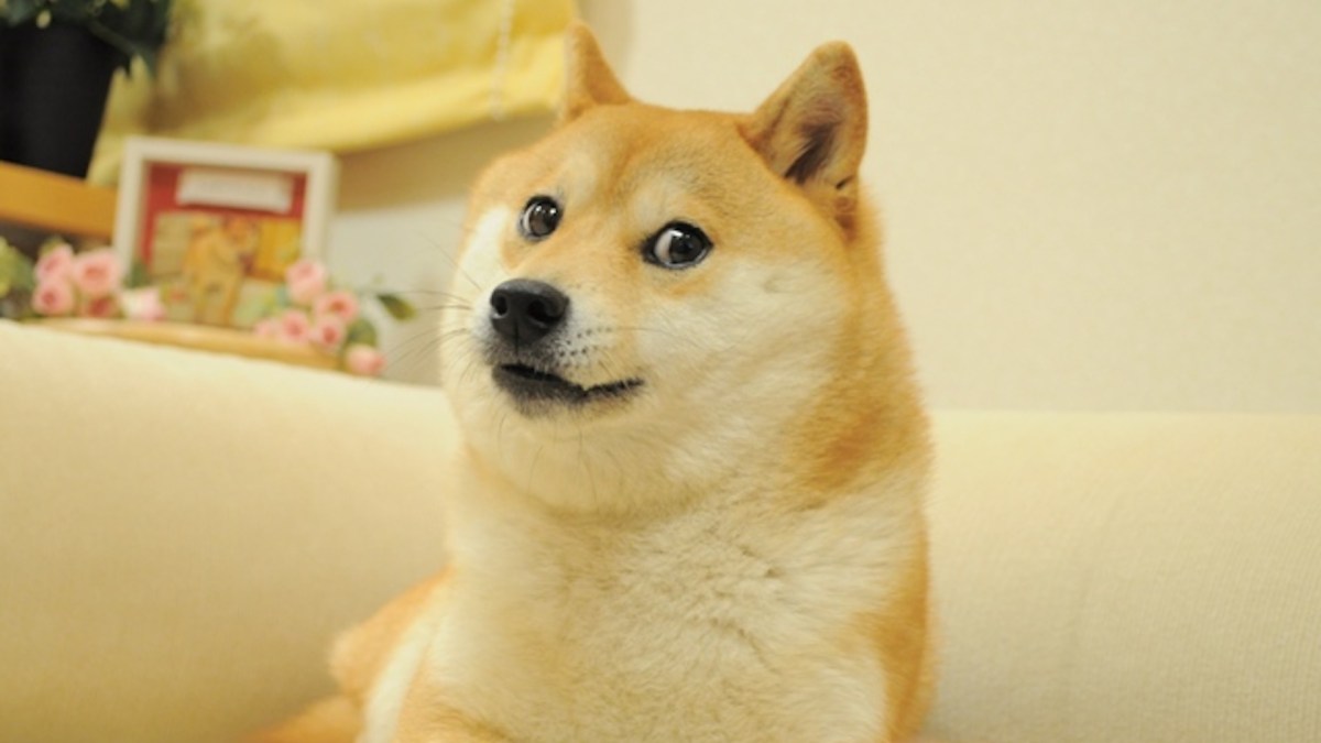 Le mème original "Doge" // Source : kabosu112