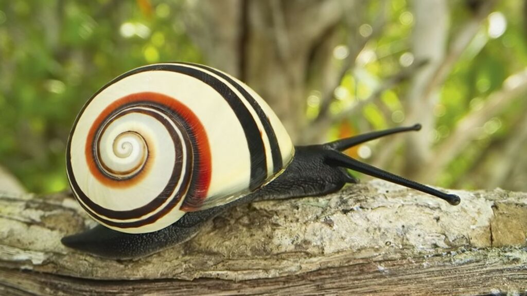 Les coquilles de ces escargots sont différentes dans leurs couleurs pour chaque individu. // Source : Netflix
