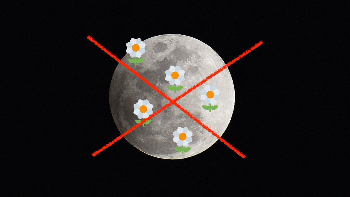Encore une « super Lune des fleurs » qui n'existe pas. // Source : Flickr/CC/mbarrison, Wikimedia/CC/Twitter, montage Numerama