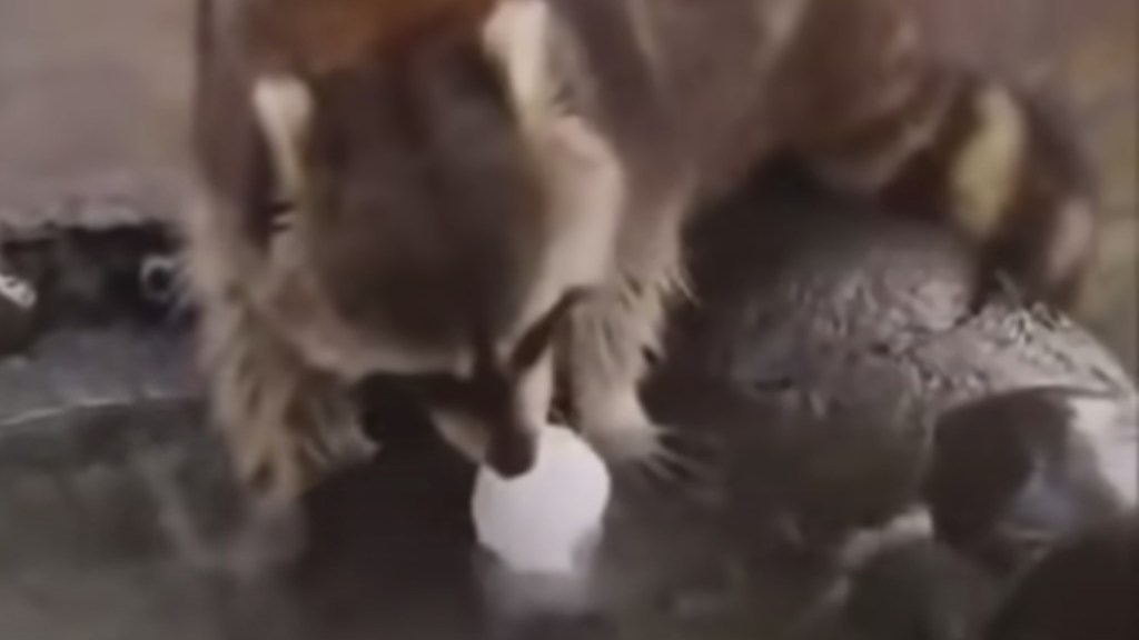 Pauvre piti raton-laveur qui essaie de laver sa barbe-à-papa. // Source : YouTube