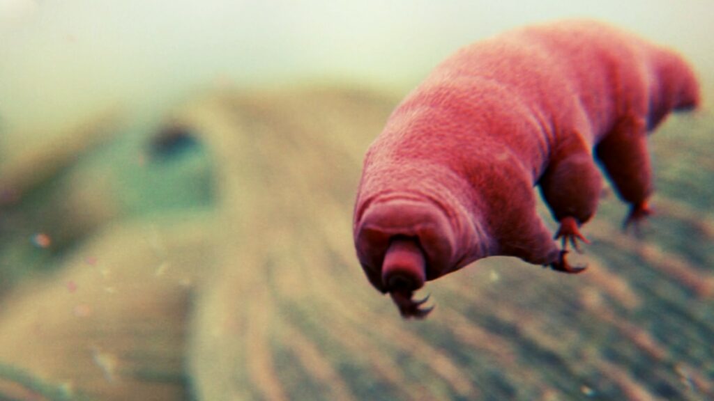 Tardigrades, depending on the species, measure less than a millimeter or a little more.  // Source: Public domain