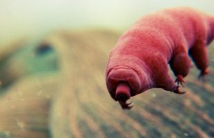 Les tardigrades, selon les espèces, mesurent moins d'un millimètre ou un peu plus. // Source : Domaine public