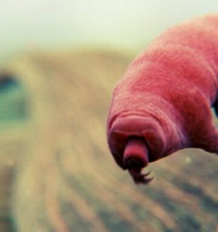 Les tardigrades, selon les espèces, mesurent moins d'un millimètre ou un peu plus. // Source : Domaine public