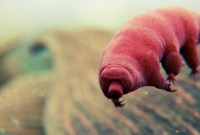 ISS : suivez en direct le vol de SpaceX avec des calamars, des tardigrades...