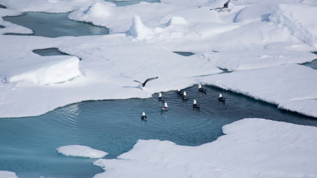 Banquise arctique. // Source : Flickr/CC/Christopher Michel (photo recadrée)