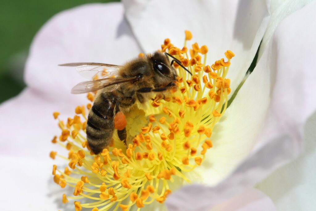 Une abeille // Source : NickyPe / Pixabay 