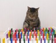Un chat pousse des dominos. // Source : Cat Navi Desk