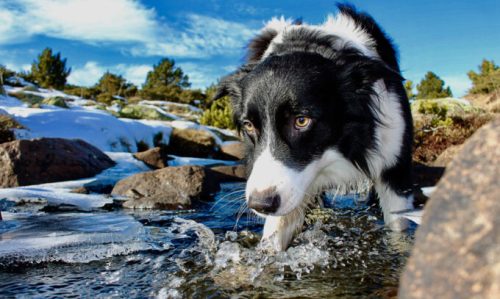 Un border collie qui a chaud // Source : Joan Montaner