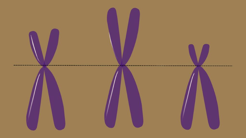 Chromosomes. // Source : Pixabay