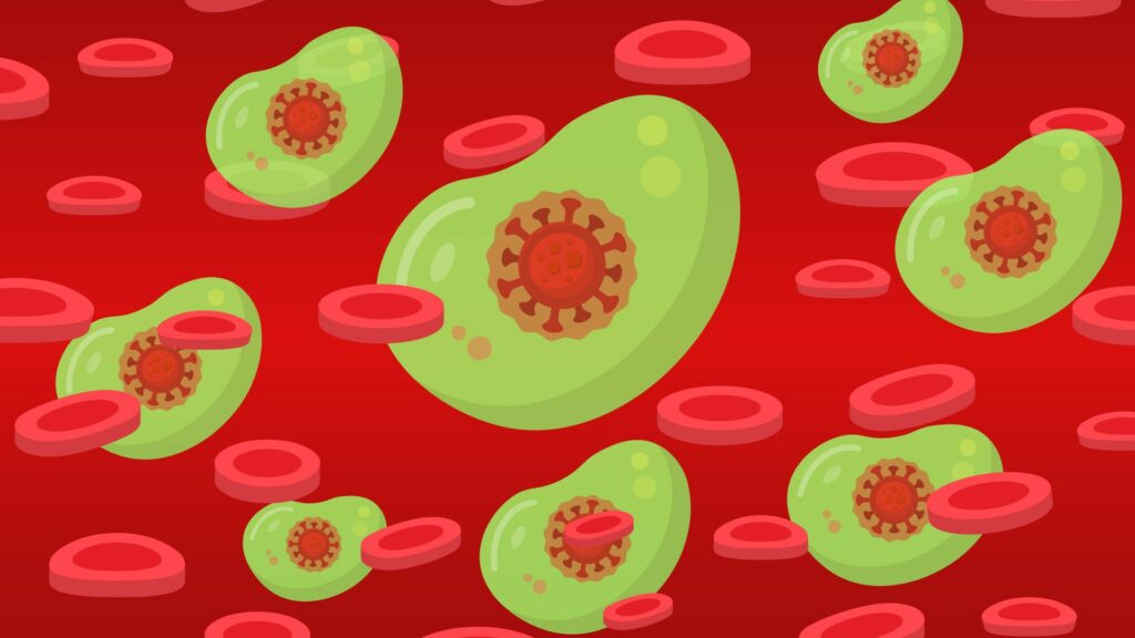 Après une infection et/ou la vaccination, le corps développe une défense immunitaire contre le coronavirus. // Source : Pixabay