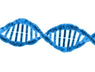 L'ADN permet de stocker d'immenses volumes de données sans consommer d'énergie. // Source : PublicDomainPictures / Pixabay 