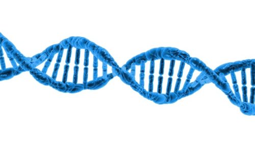 L'ADN permet de stocker d'immenses volumes de données sans consommer d'énergie. // Source : PublicDomainPictures / Pixabay 