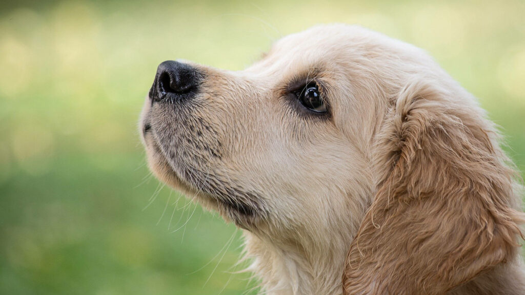 Les chiens peuvent être formés à détecter le Covid-19. // Source : Minka2507 / PIxabay