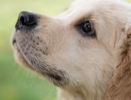 Les chiens peuvent être formés à détecter le Covid-19. // Source : Minka2507 / PIxabay