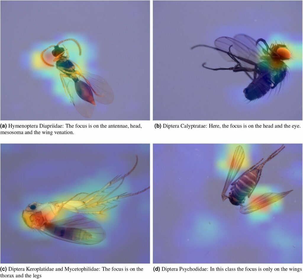 Cartographie de quatre classes d'insectes différentes, Cold Spring Harbor Laboratory // Source : biorxiv.org