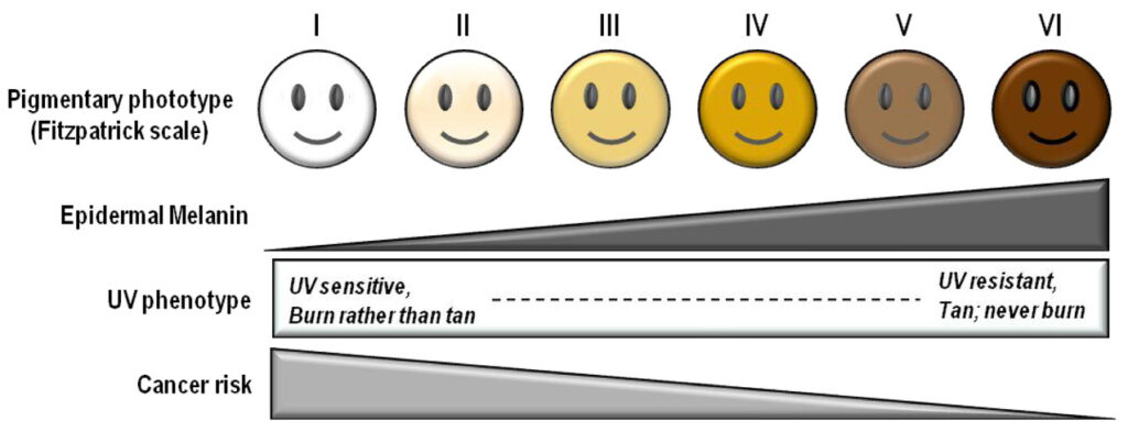 La classification de Fitzpatrick // Source : Molecular Diversity Preservation International / UV Radiation and the Skin