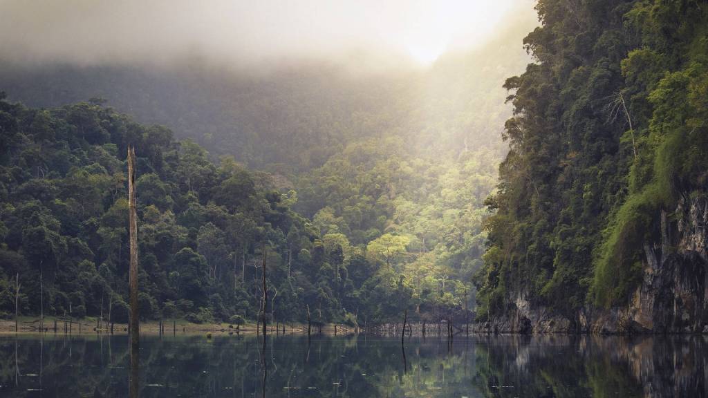 Les forêts tropicales sont particulièrement menacées par le changement climatique. // Source : Republica / Pixabay