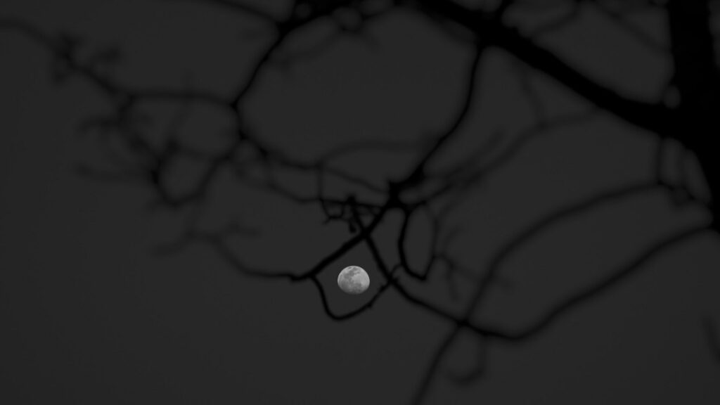 La Lune joue à cache-cache dans un arbre. // Source : Pexels/Sanndy Anghan (photo recadrée)
