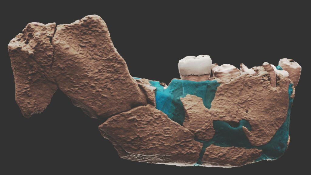 La mâchoire des humains de Nesher Ramla. // Source : Ariel Pokhojaev, Tel Aviv University