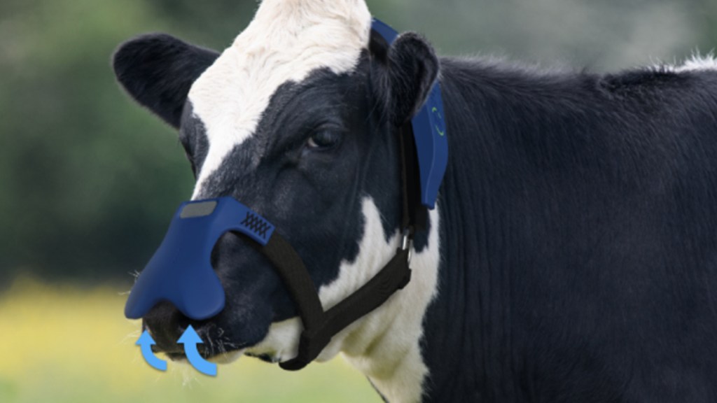 Ces masques pour vaches permettent de filtrer le méthane de leurs rots. // Source : Zelp